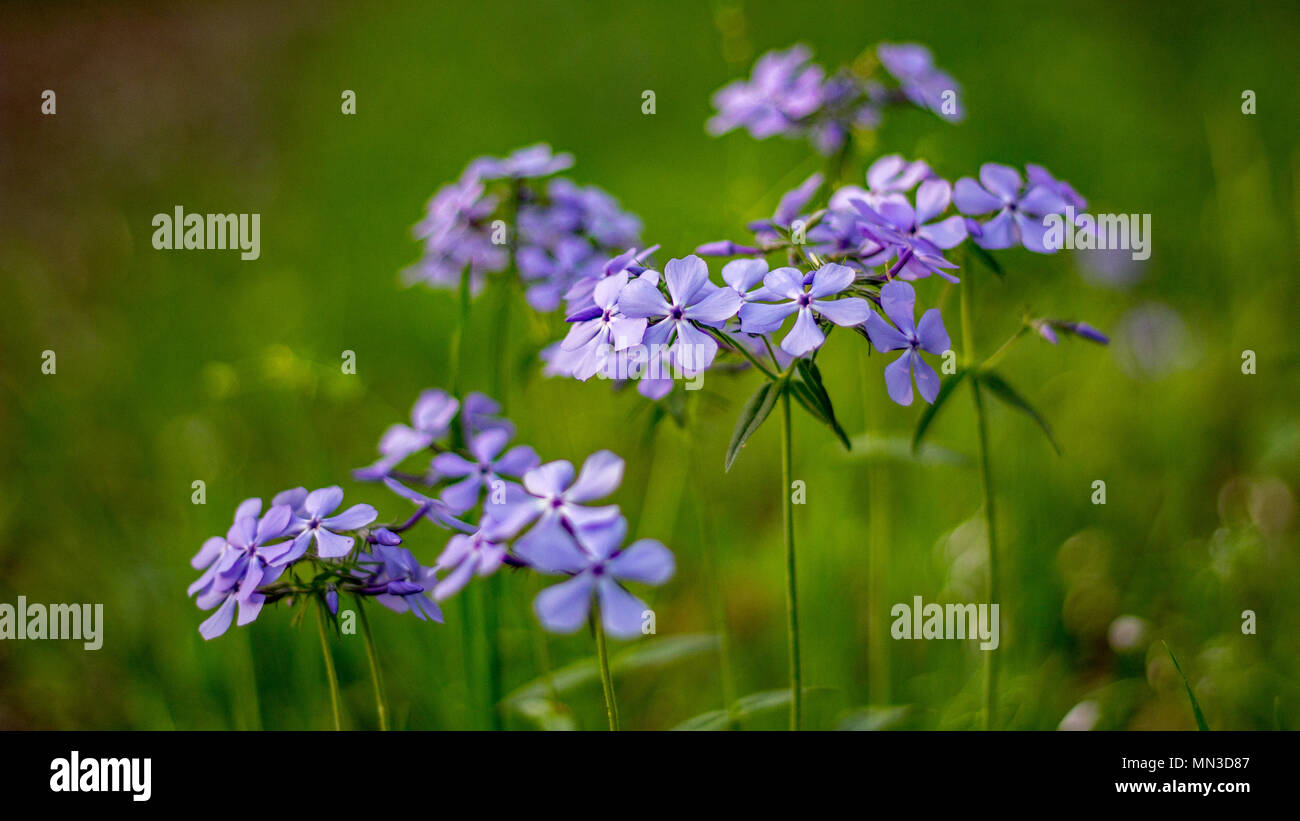 Lila Blüten auf einer Wiese der Landschaft im ländlichen Illinois, USA. Stockfoto