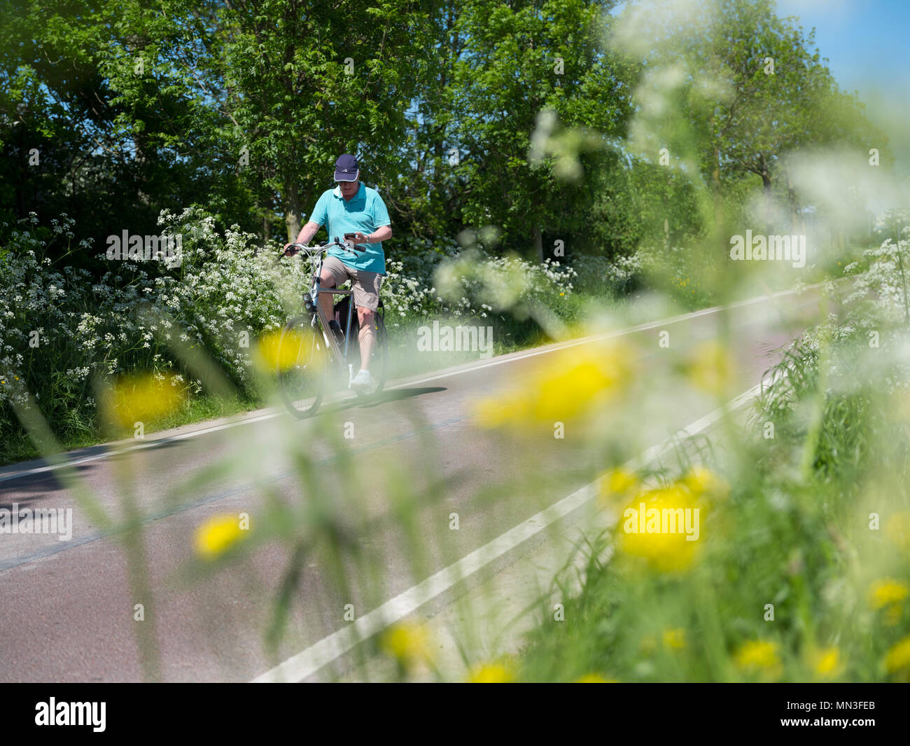 Person auf dem Fahrrad geht blühende Blumen auf der Landstraße zwischen Utrecht und Houten in Holland Stockfoto