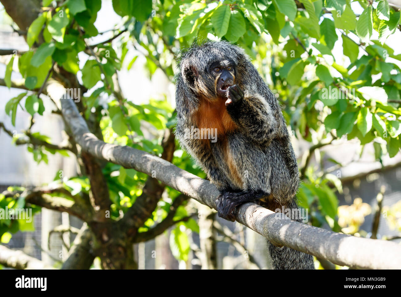 Die white-faced Saki, genannt die Guianan saki und die Golden-faced Saki, ist eine Art aus der Neuen Welt saki Monkey. Sie können in Südamerika gefunden werden. Stockfoto