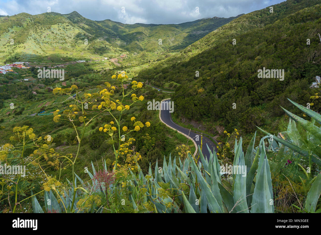 Hügelige Landschaft mit gewundenen Straße und gelbe Blumen Stockfoto
