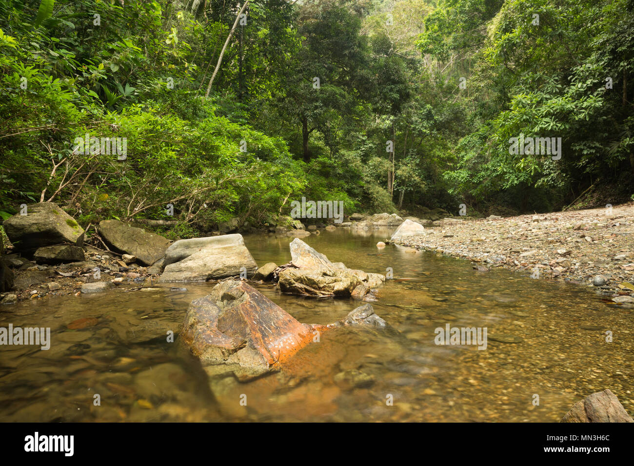 Der Dschungel in der Quebrada Valencia, Magdalena, Kolumbien Stockfoto