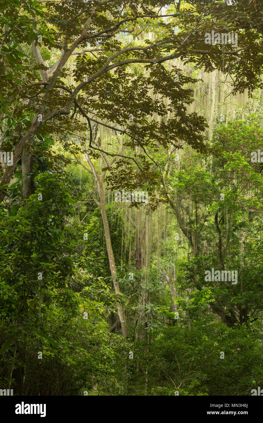 Der Dschungel in der Quebrada Valencia, Magdalena, Kolumbien Stockfoto
