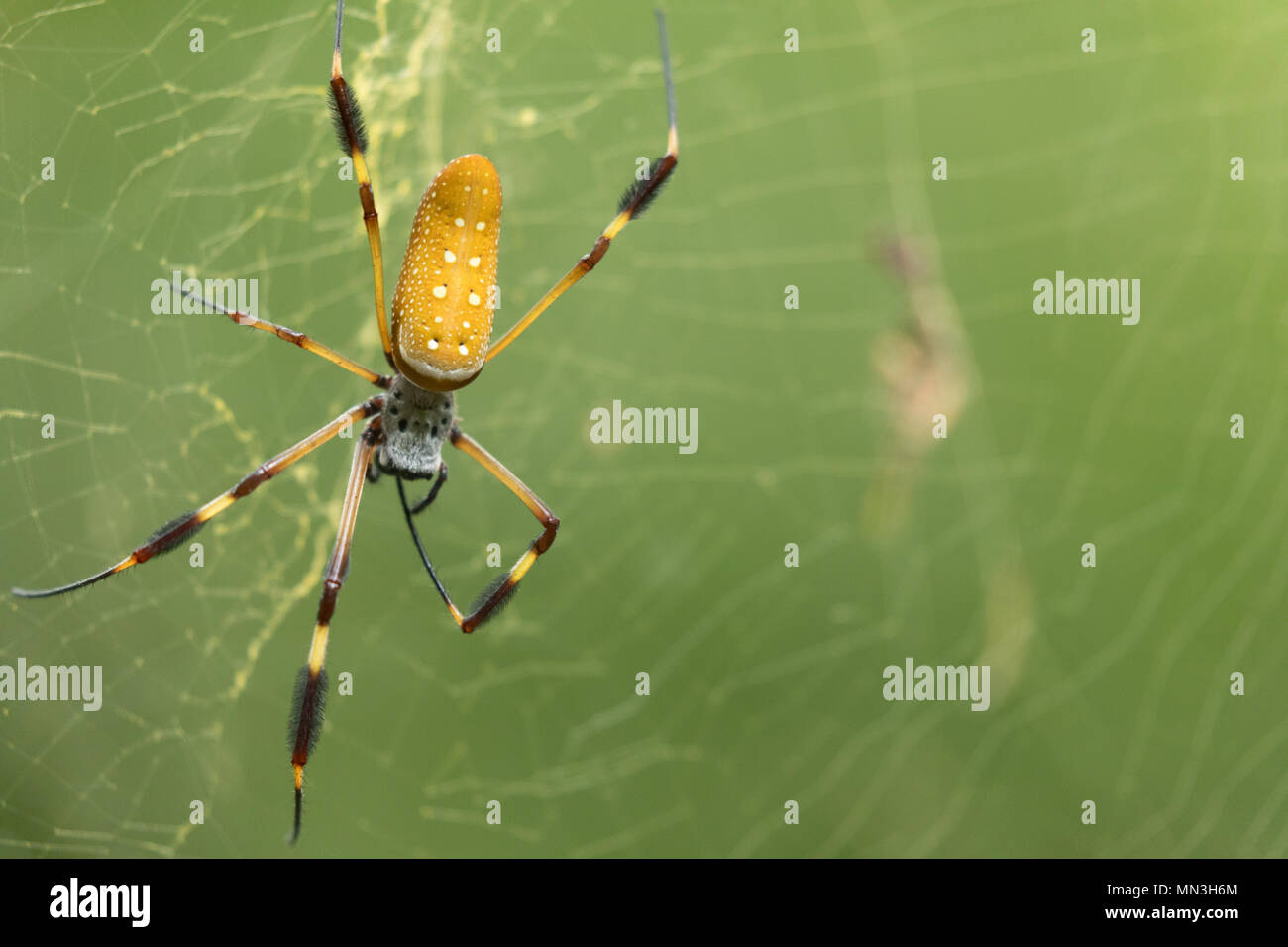 Eine Spinne im Dschungel, Quebrada Valencia, Magdalena, Kolumbien, Südamerika Stockfoto