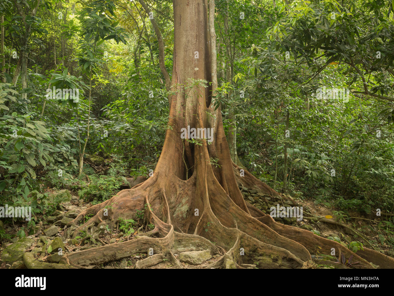 Die stützpfeiler Wurzeln eines Ficus Baum im Dschungel, Quebrada Valencia, Magdalena, Kolumbien Stockfoto
