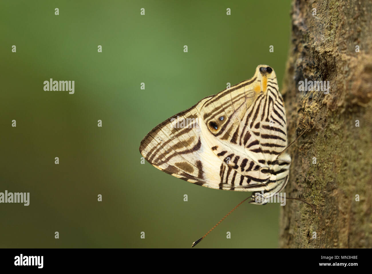 Ein Schmetterling im Dschungel, Quebrada Valencia, Magdalena, Kolumbien Stockfoto