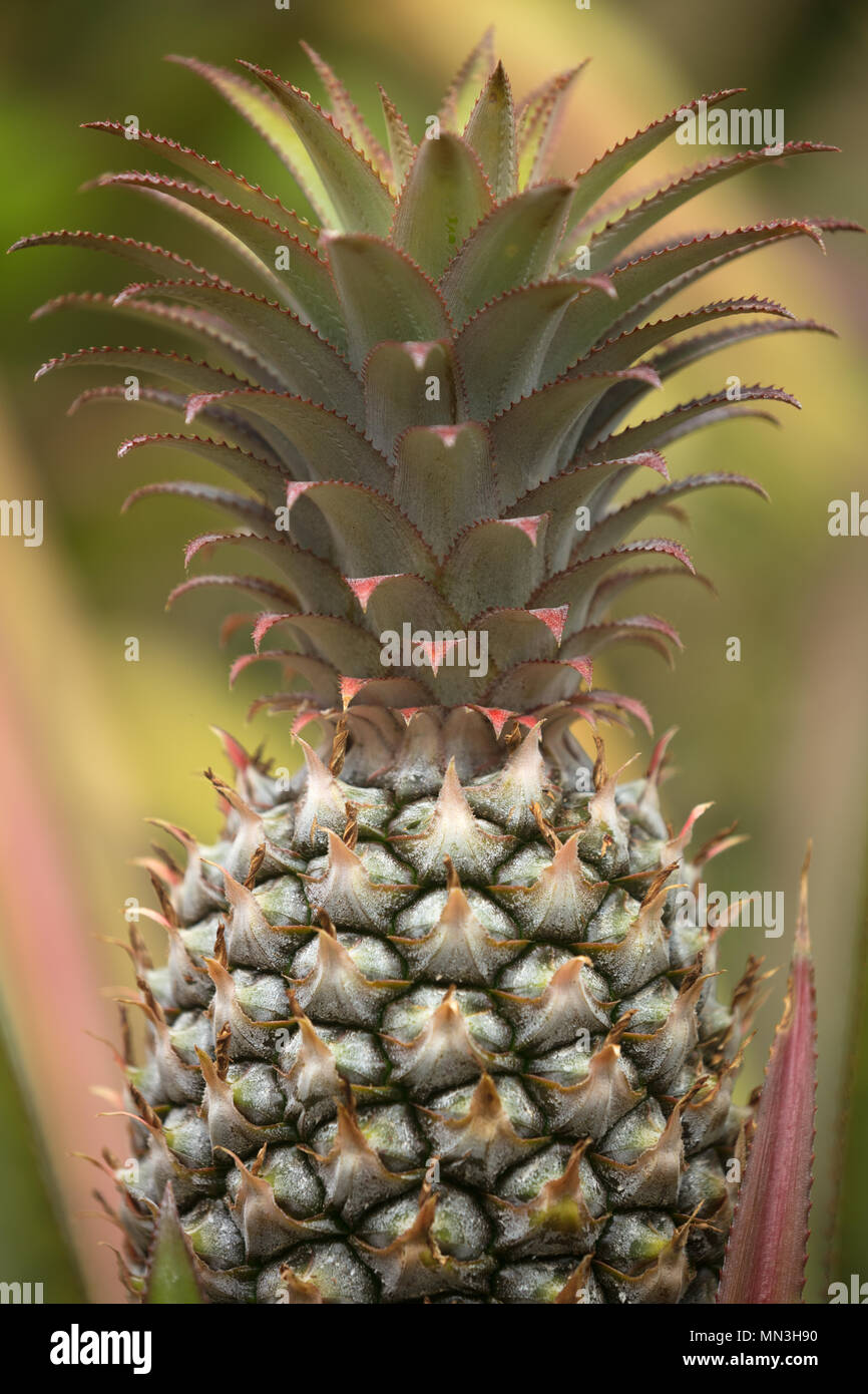 Eine Ananas, Quebarada Valencia, Magdalena, Kolumbien Stockfoto