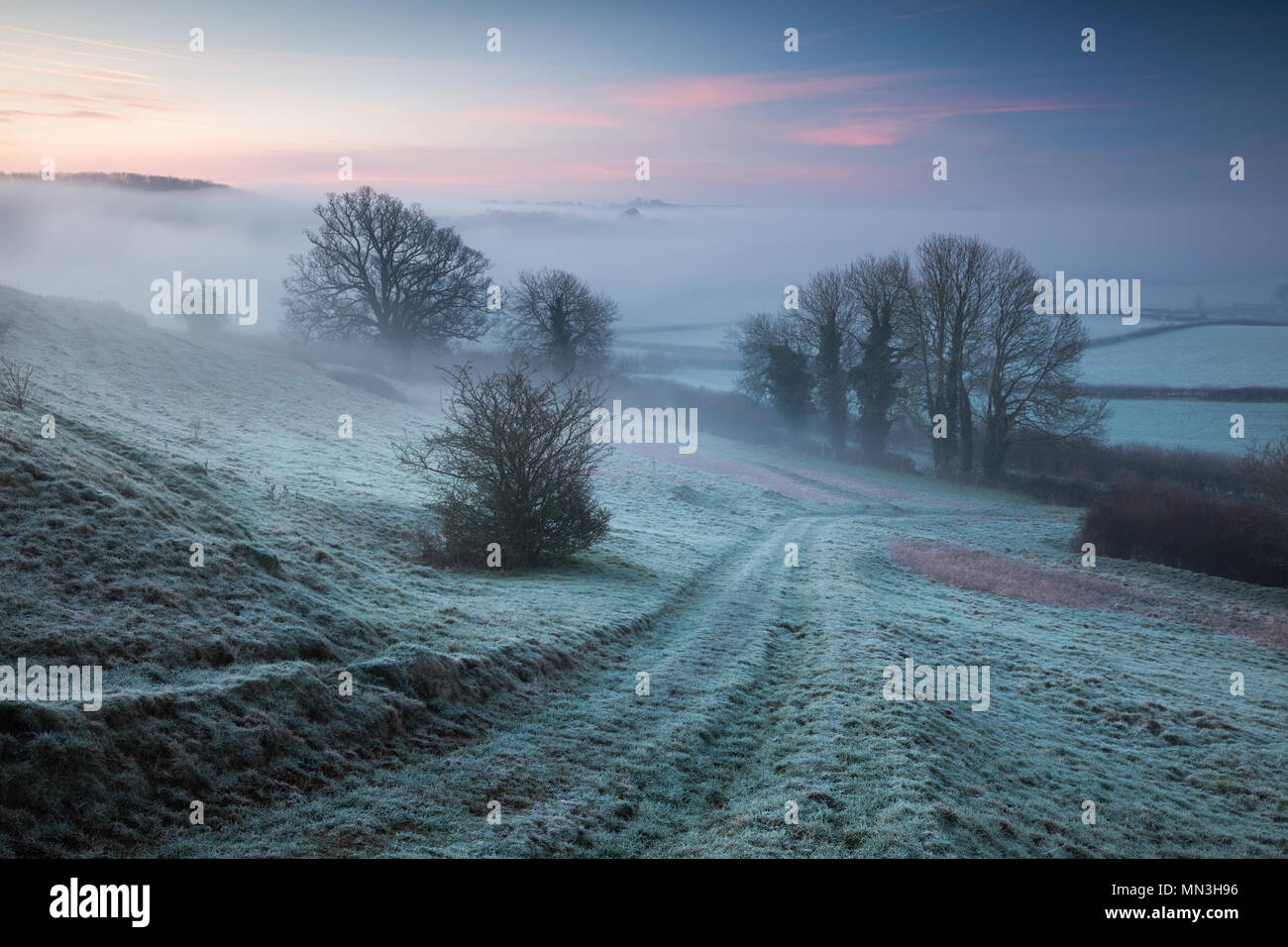 Eine frostige, Misty dawn auf Vartenham Hill, milborne Port, Somerset, England, Großbritannien Stockfoto