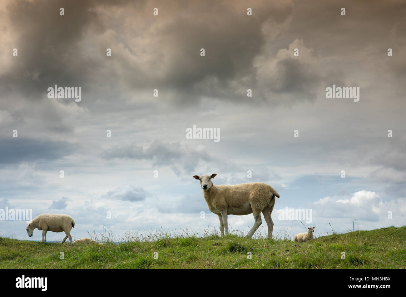 Schafe auf Corton Denham Beacon, Somerset, England, Großbritannien Stockfoto