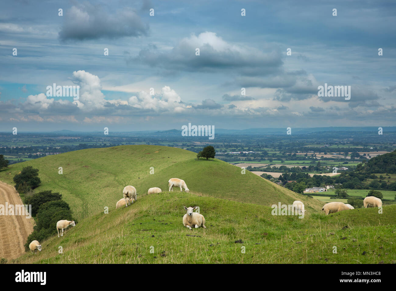 Schafe auf Corton Denham Beacon, Somerset, England, Großbritannien Stockfoto