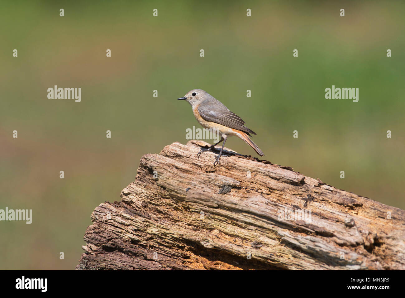 Weiblicher Gartenrotschwanz (Phoenicurus Phoenicurus) Stockfoto