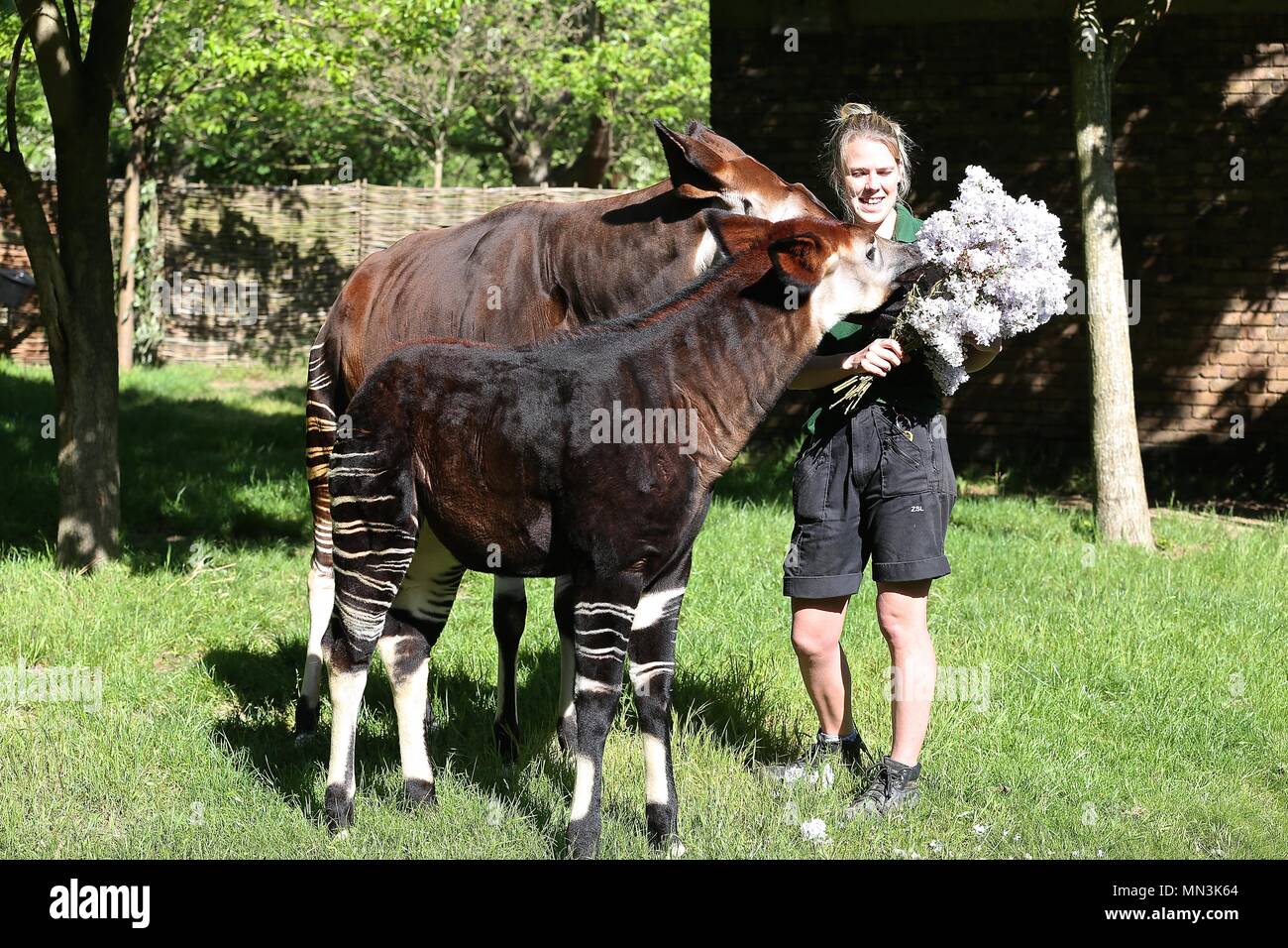 Meghan frisst ihre Hochzeit Bouquet am Montag, 14. Mai 2018 Stockfoto