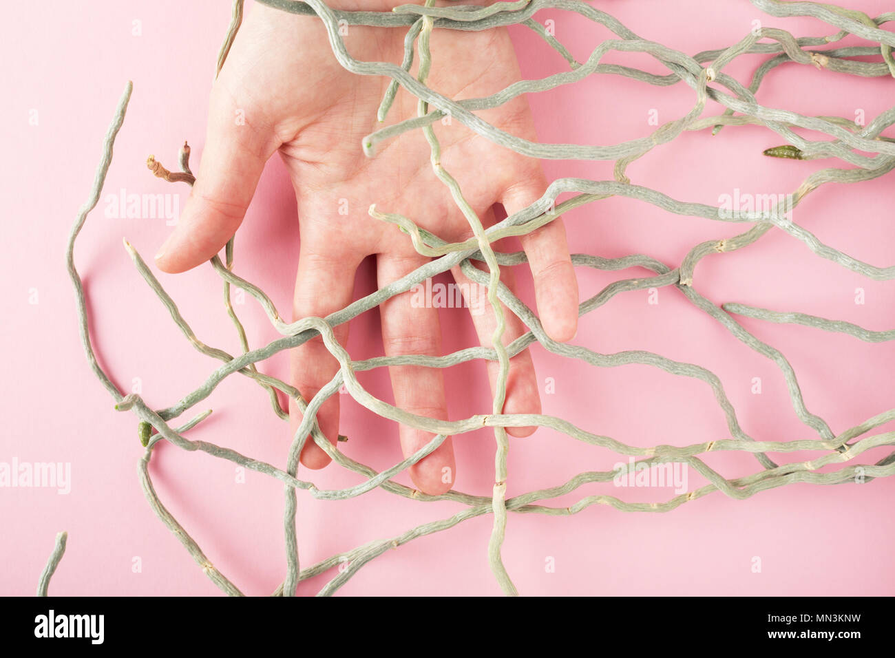 Eine weibliche Hand von orchid Wurzeln auf rosa Hintergrund verheddert. Metapher der Verbindung, Einheit von Mensch und Natur. Stockfoto