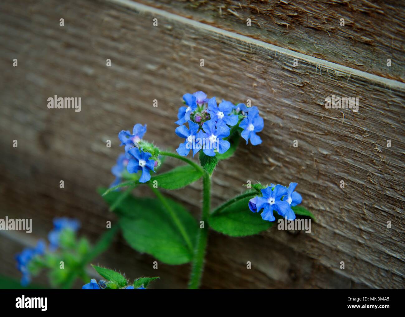 Blaue Vergissmeinnicht (Myosotis) zunehmend durch einen Holzzaun. Stockfoto