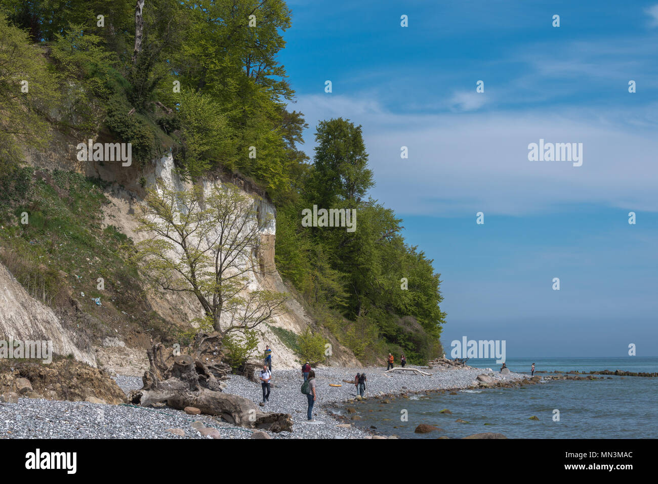 Weißer Kreide Küste, Insel Rügen, Ostsee, Mecklenburg-Vorpommern, Deutschland, Europa Stockfoto