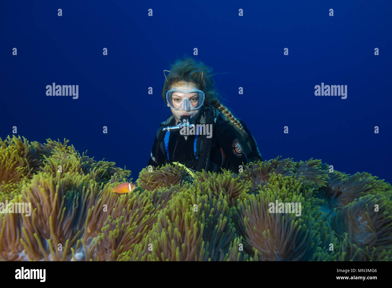 Weibliche Scuba Diver schaut auf Große schöne Anemone - Wunderschöne Seeanemone (Heteractis magnifica) Stockfoto