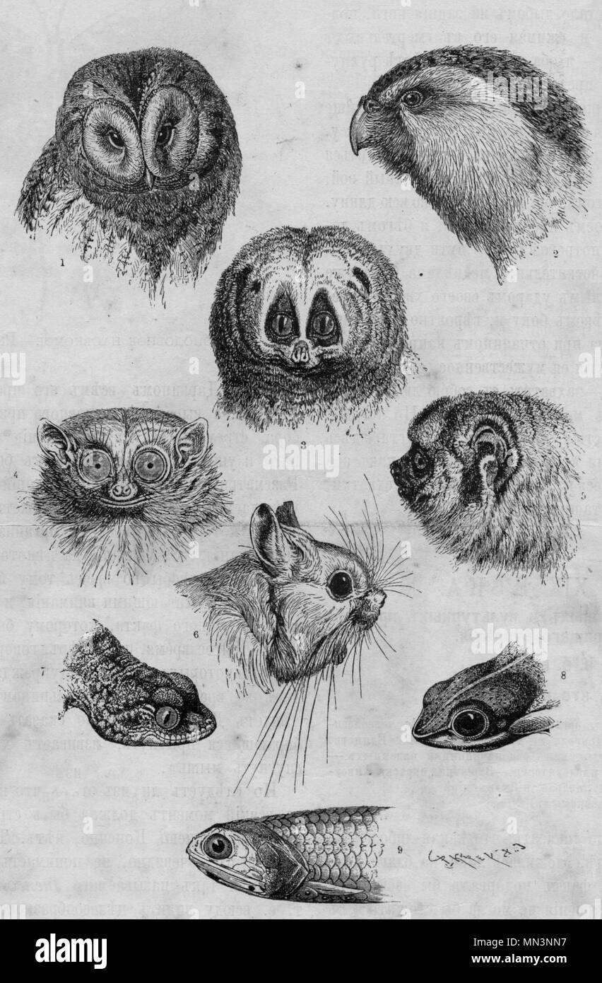 Nacht Kreaturen Arten Vintage eingravierten Abbildung. Im Magazin im Jahr 1900 veröffentlicht. Stockfoto