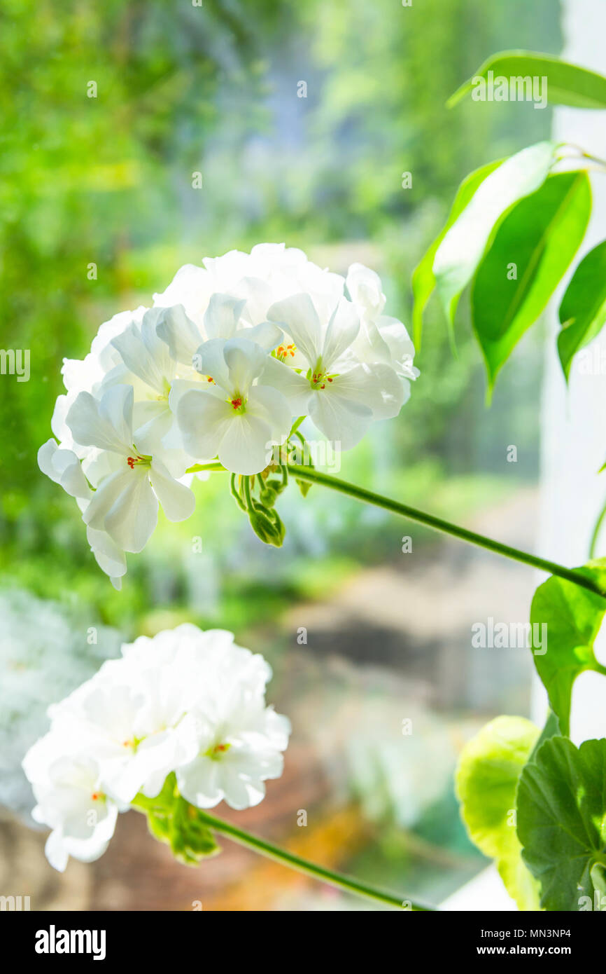 Schne Zarte zarte weie Topfpflanzen Geraniumd Blumen auf der Fensterbank.  Lebendige Frhling Sommer grn. Natur Hintergrund. Garten Zimmer Pflanzen  Inte Stockfotografie - Alamy