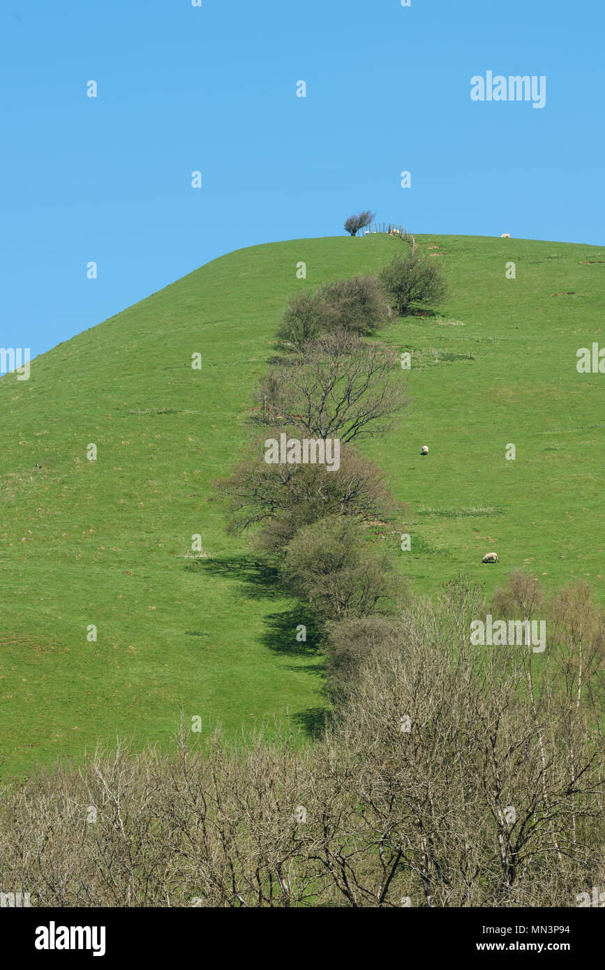 Walisischen Hügel mit gewundenen Hedge- und Schafe auf einem hellen, sonnigen Frühling Tag Stockfoto