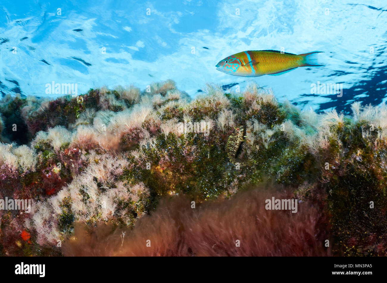 Reich verzierte Lippfische (Thalassoma pavo) mit blauer Oberfläche im Hintergrund Es Vedrá Inselchen (Ibiza, Balearen, Spanien) Stockfoto