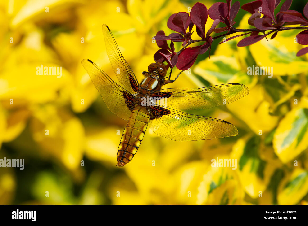 Breite Bodied Chaser Dragonfly Stockfoto