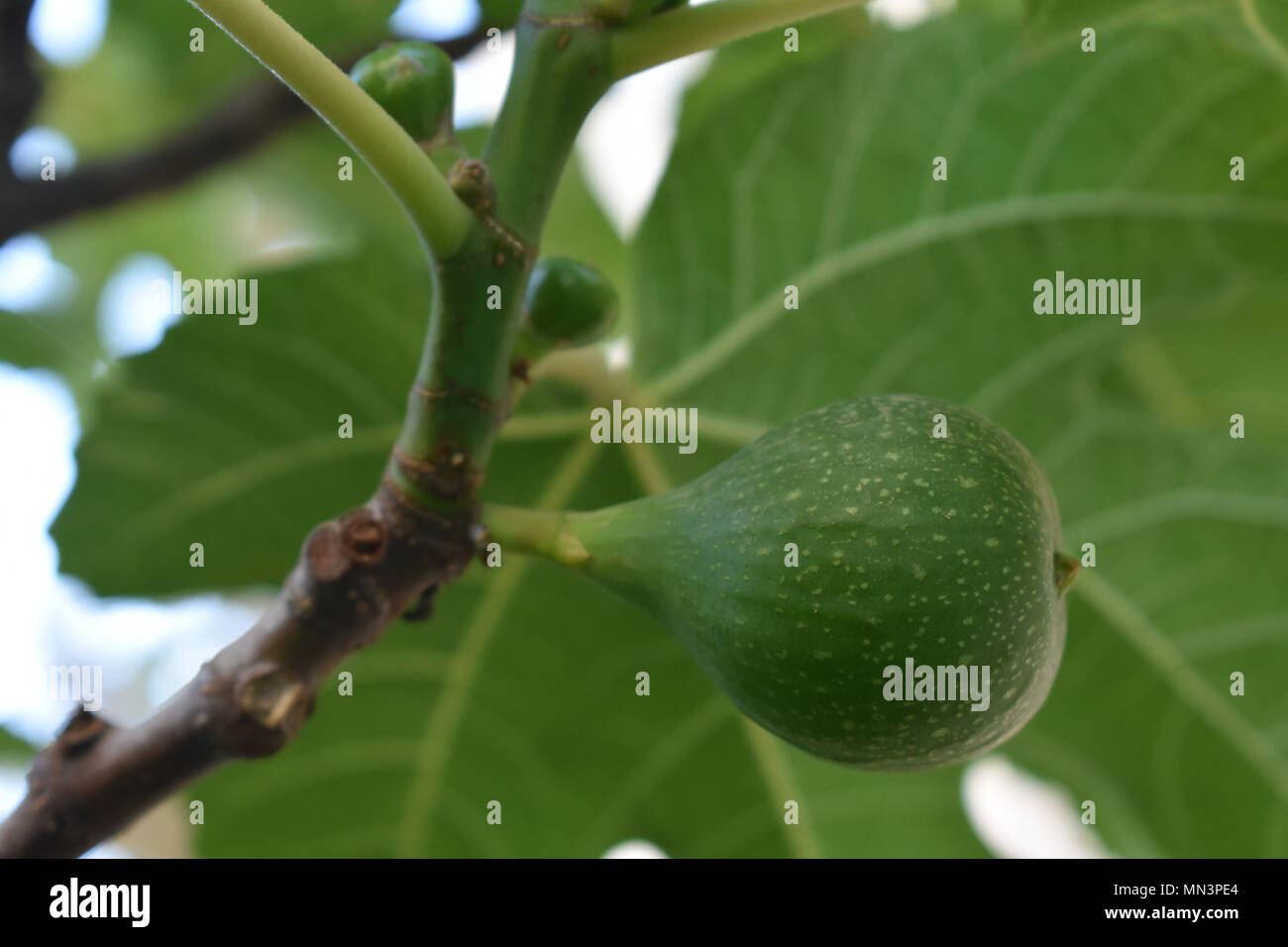 Abb. wächst am Baum Stockfoto