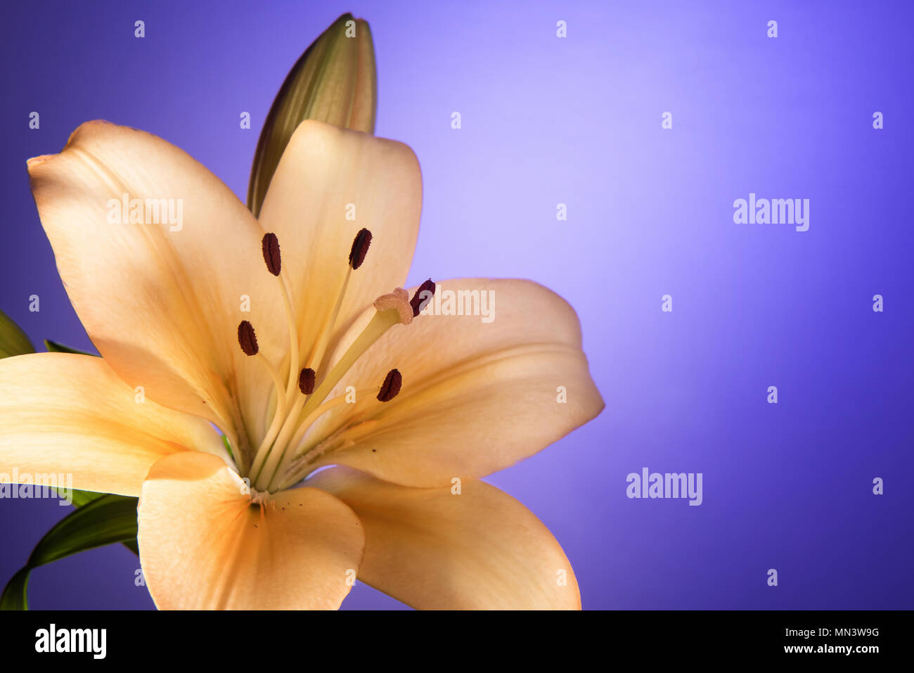 Pfirsichfarbene Lilie Blume und Bud mit weichen golden leuchtende Effekt. Selektive konzentrieren. Blau graduiert Hintergrund mit kopieren. Stockfoto