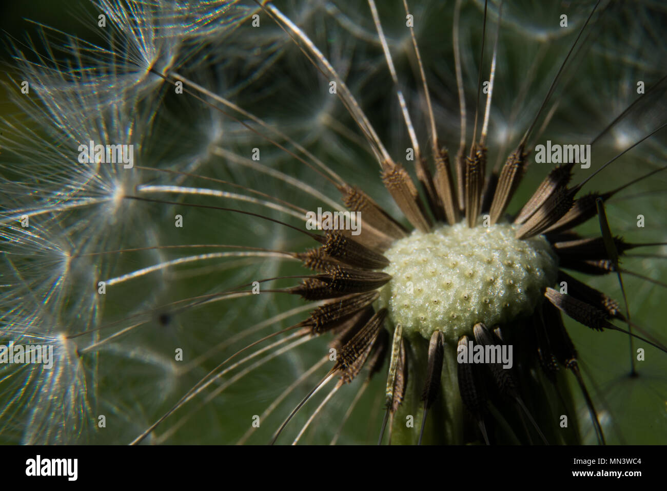 Löwenzahn-Samen-Leiter Stockfoto
