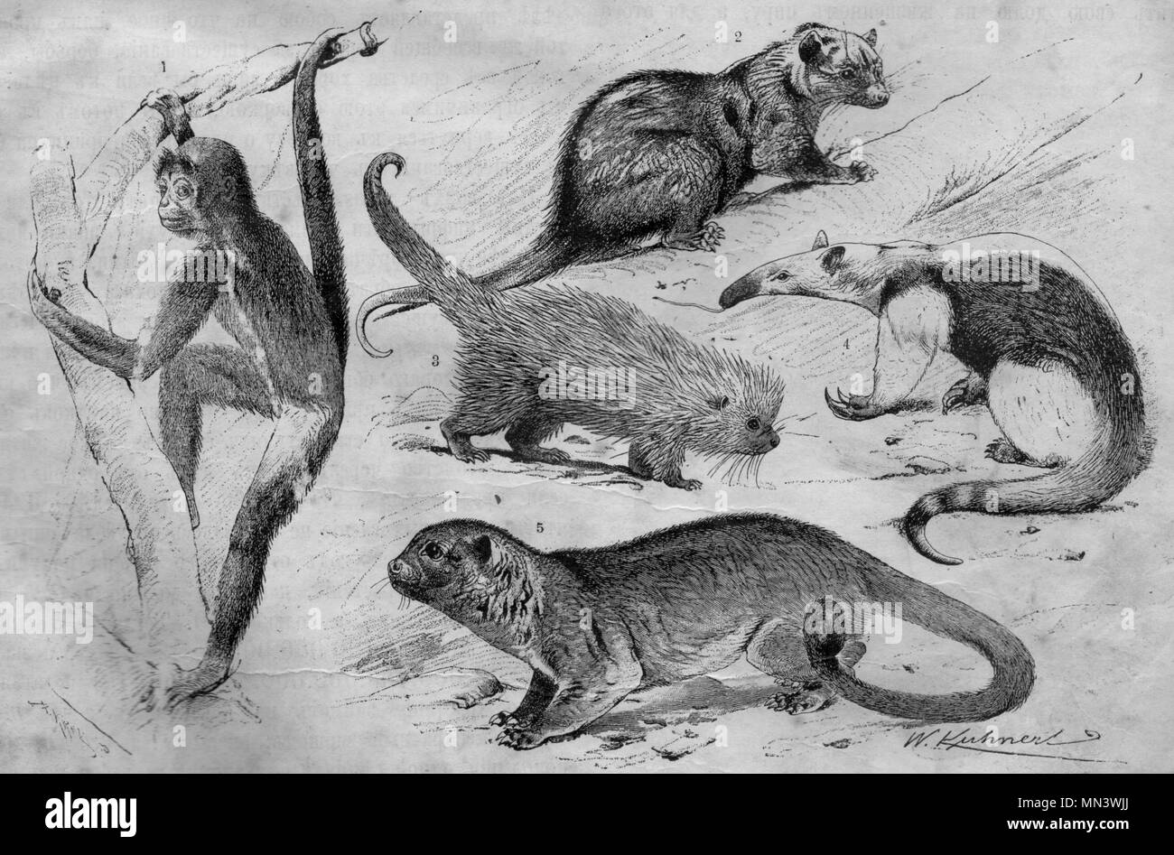 Südamerikanische schleie-tailed Affen. Vintage Abbildung. (1900) 1 Spider Monkey 2 Gemeinsame Opossum 3 brasilianische Porcupi 4 Collared ameisenbär 5 Kinkajou Stockfoto