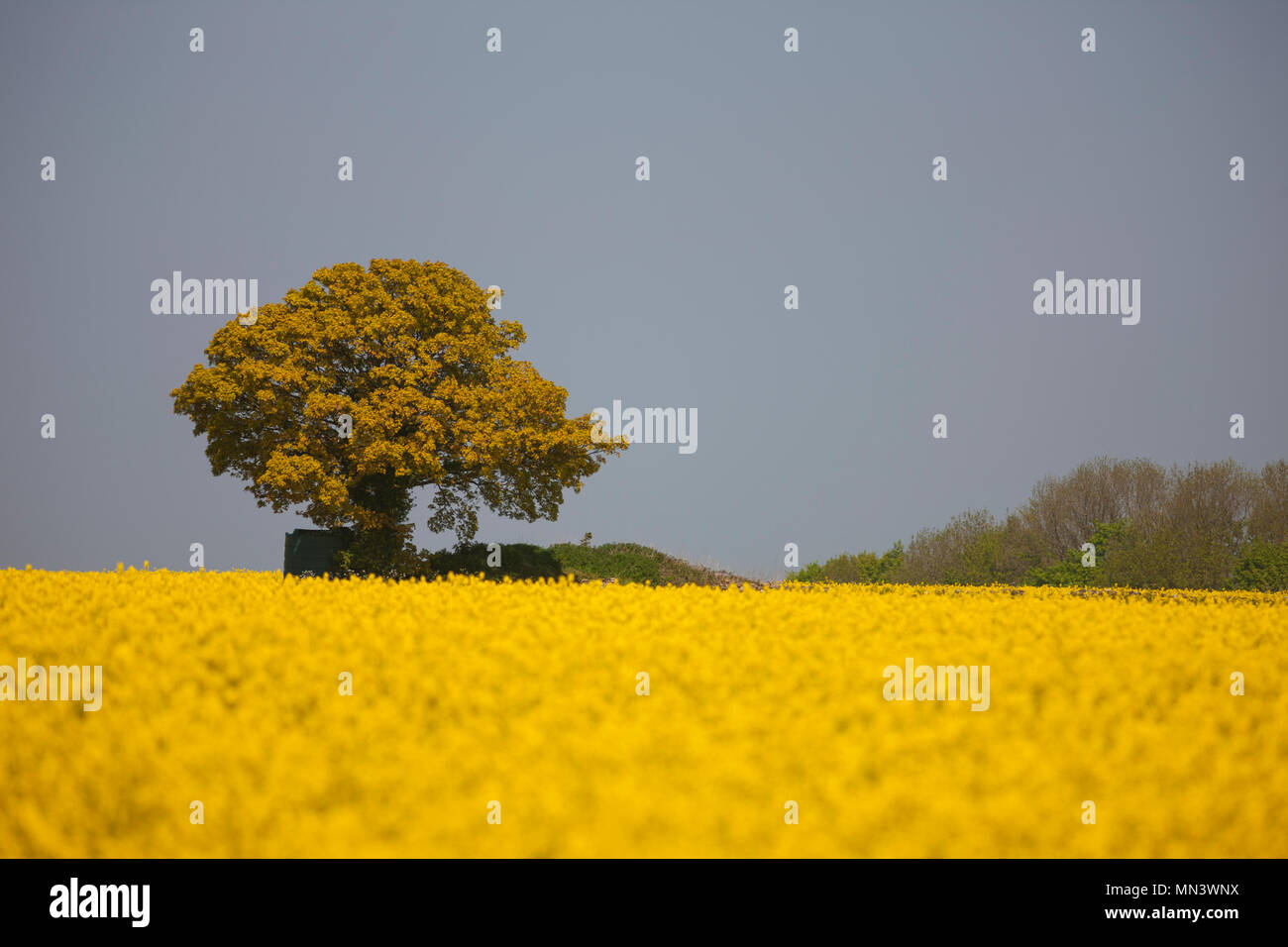 Ein einsamer Baum am Horizont der ein Feld von Öl Rapesseed. Stockfoto