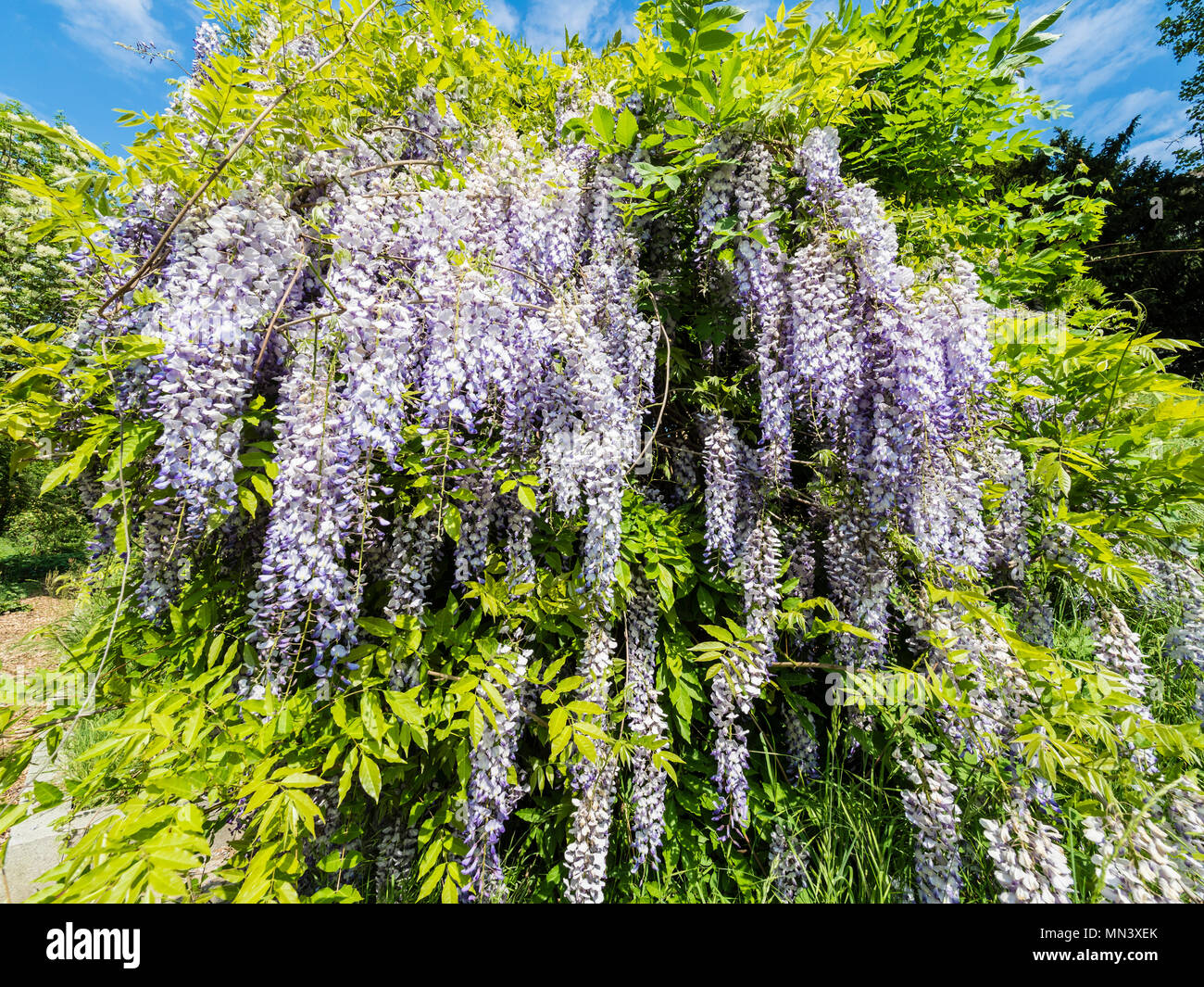 Chinesischer Blauregen, Wisteria, Garten'' Heilpflanzengarten, Celle, Deutschland Stockfoto