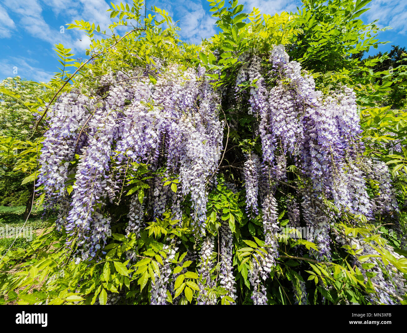 Chinesischer Blauregen, Wisteria, Garten'' Heilpflanzengarten, Celle, Deutschland Stockfoto