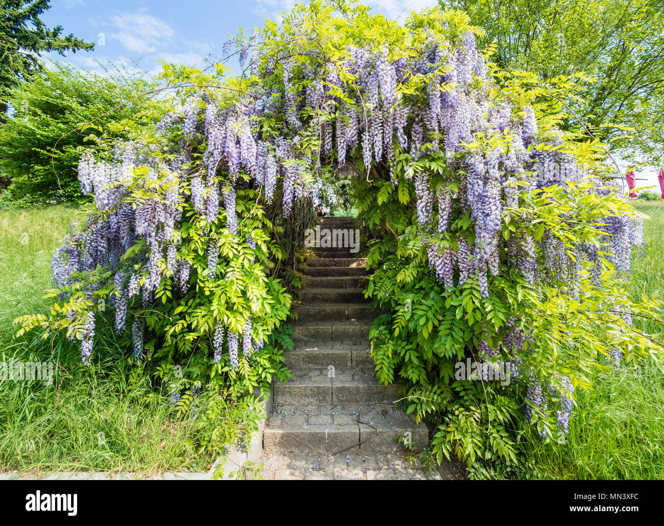 Chinesischer Blauregen, Wisteria, Garten'' Heilpflanzengarten, Celle