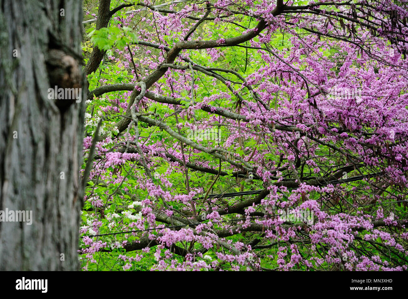 Rot-bud-Baum im Frühling blühen. Stockfoto