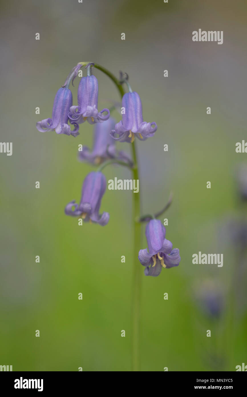 Soft Focus bluebells in Wäldern Stockfoto