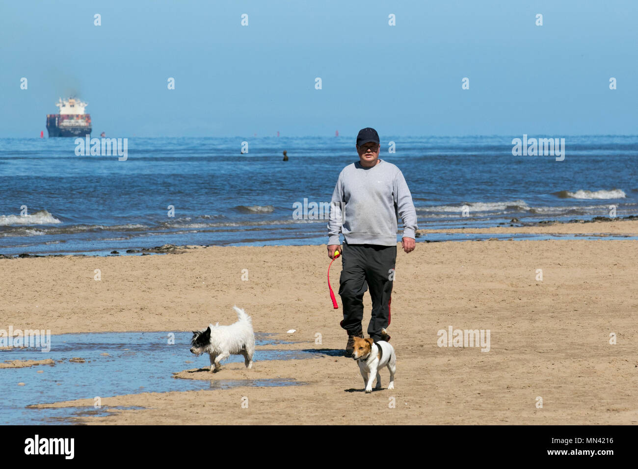 Crosby, Liverpool. Uk Wetter 14.05.2018. Ein Hunde Tag in der Brandung an einem hellen Sommertag an der Küste wie Rescue Dog Poppy genießt Bounding im Meer am Ufer der Mersey Flussmündung. Kredit; MediaWorldImages/AlamyLive Nachrichten. Stockfoto