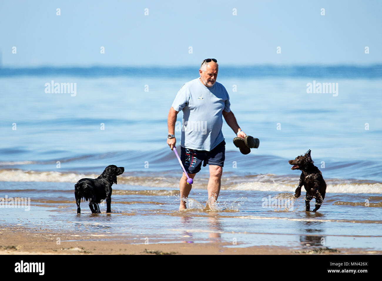 Sonnig in Southport, Merseyside. 14. Mai 2018. UK Wetter. Schönen mediterranen Stil Wetter über die Nordwestküste von England mit warmen Temperaturen, blauem Himmel und goldene Sandstrände wie ein Mann spielt mit seinem Hund entlang der Küstenlinie von der Flut am Strand in Southport, Merseyside. Credit: cernan Elias/Alamy leben Nachrichten Stockfoto