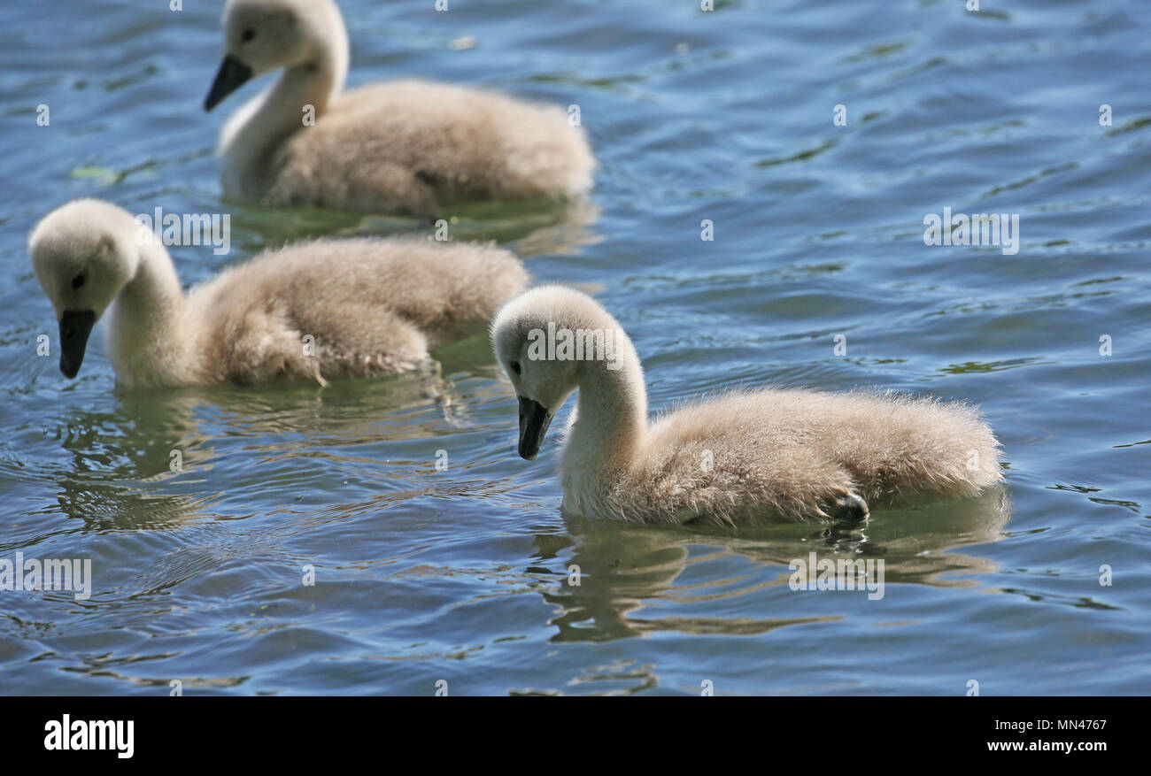 Heywood, Großbritannien. 14. Mai 2018. Vor kurzem geboren Cygnets in Queens Park, Heywood, 14. Mai 2018 (C) Barbara Cook/Alamy leben Nachrichten Stockfoto