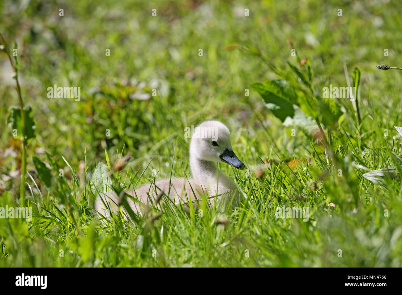 Heywood, Großbritannien. 14. Mai 2018. Vor kurzem geboren Cygnet in Queens Park, Heywood, 14. Mai 2018 (C) Barbara Cook/Alamy leben Nachrichten Stockfoto