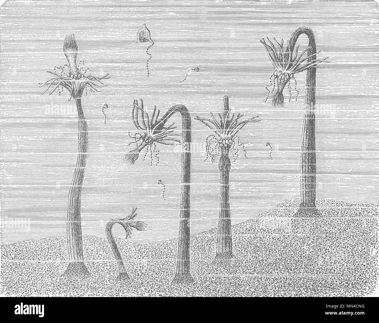 COELENTARATA. Corymorpha, mit abgesetzter Medusae 1896 alte antike Bild drucken Stockfoto