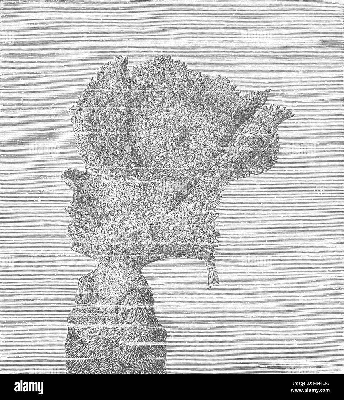 LACE CORAL. Neptuns Hülse, Retepora cellulosa 1896 alten, antiken Drucken Stockfoto