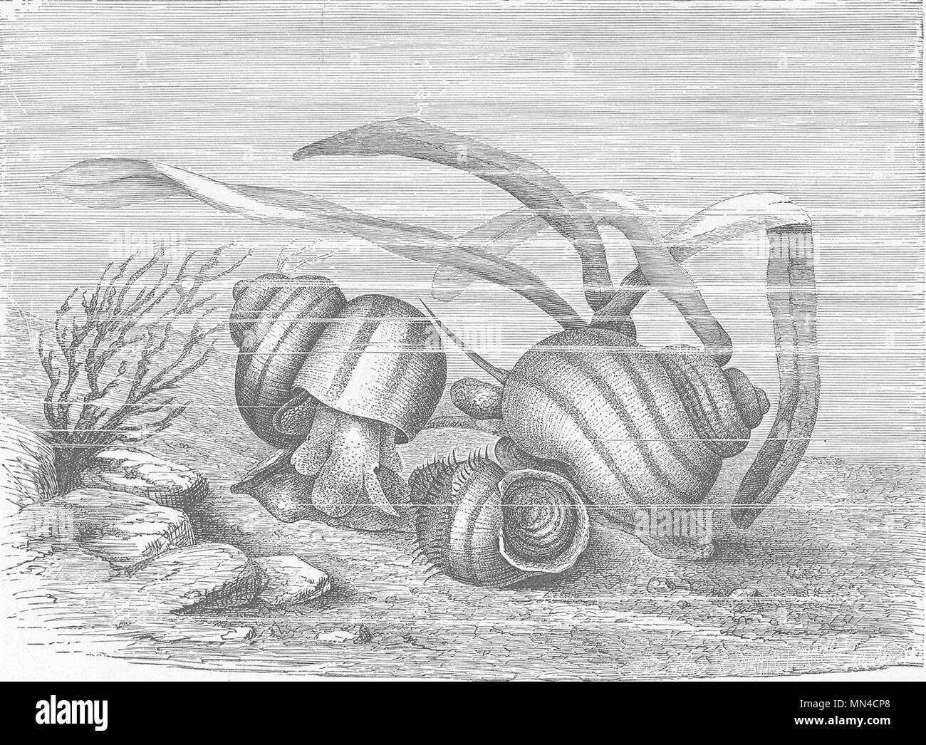 Muscheln. Lebendgebärenden Teich - Schnecken, Vivipara 1896 alte antike Bild drucken Stockfoto