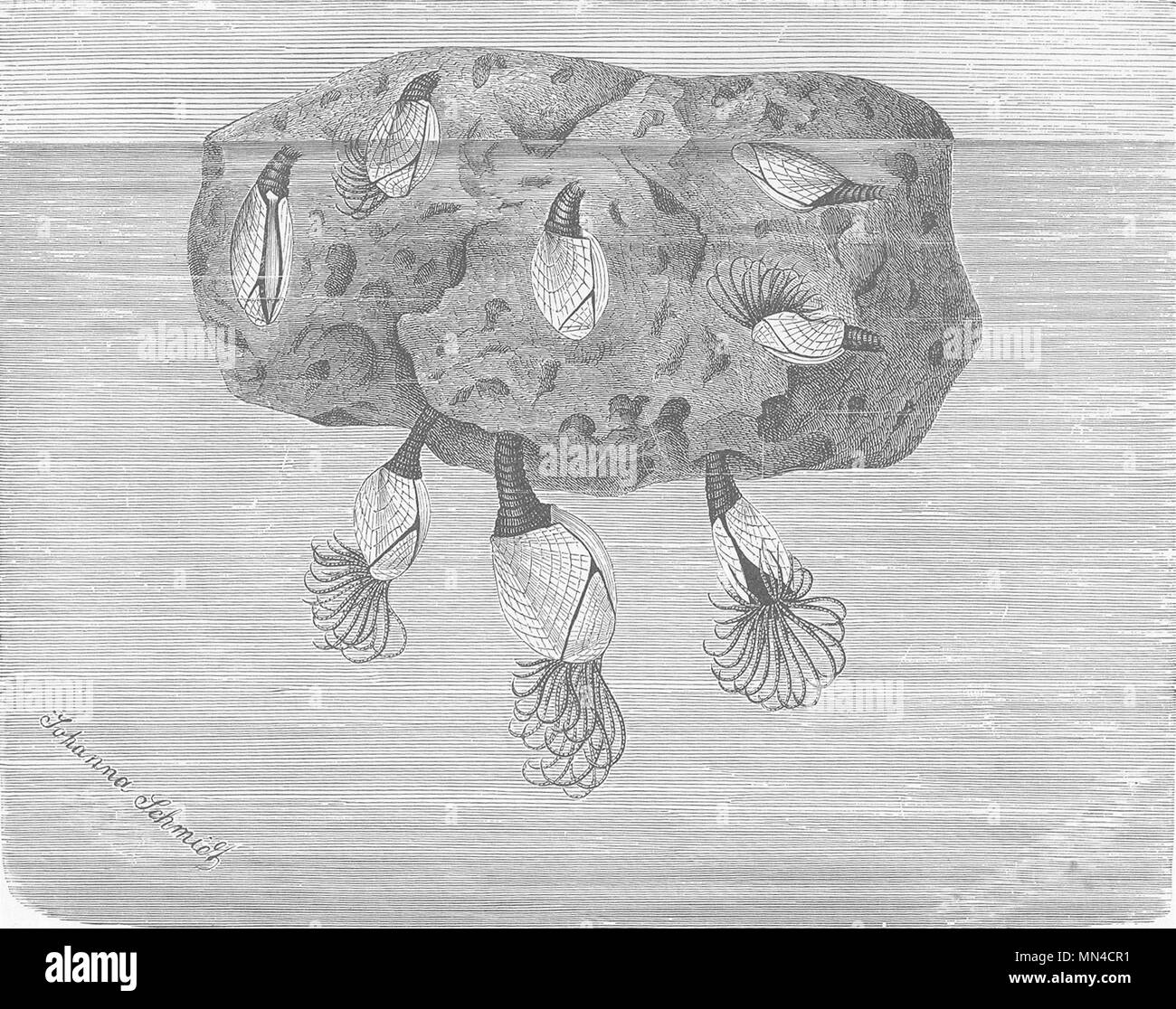 Krebstiere. Barnacles befestigt 1896 alten, antiken Drucken Bild zu Bimsstein Stockfoto