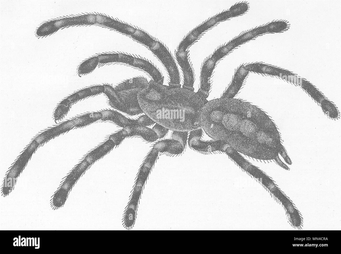 Gebänderte VOGELSPINNE. Paecilotheria fasciata 1896 alten, antiken Drucken Stockfoto