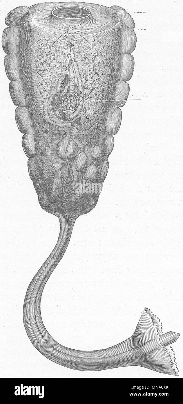 Seescheiden. Pear-shaped ascidian, Hypobythius 1896 alte antike Bild drucken Stockfoto