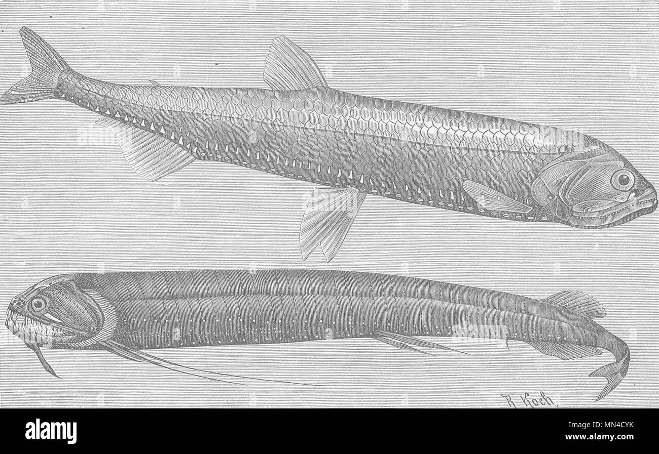 Fisch. Silbernes Licht- & Stacheldraht igel-Mund 1896 alte antike Bild drucken Stockfoto