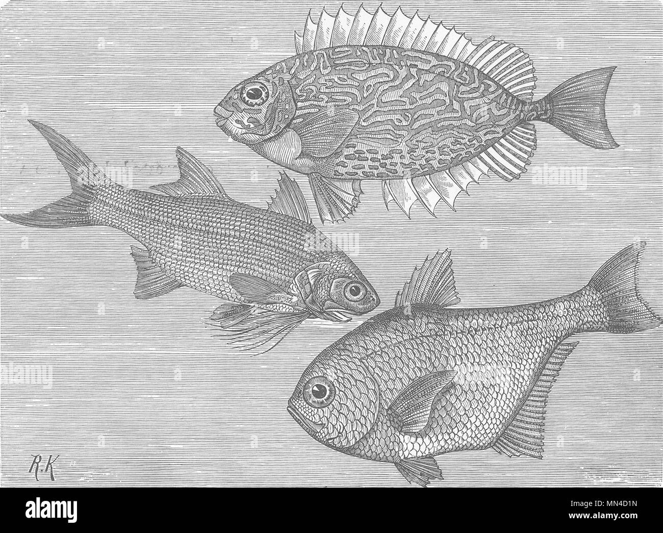 Wirbelsäule - gerippte Fisch. Teuthis; Pempheris; Polynemus 1896 alten, antiken Drucken Stockfoto