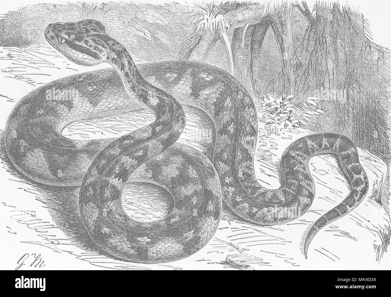 Reptilien. Der bushmaster 1896 alte antike vintage Bild drucken Stockfoto