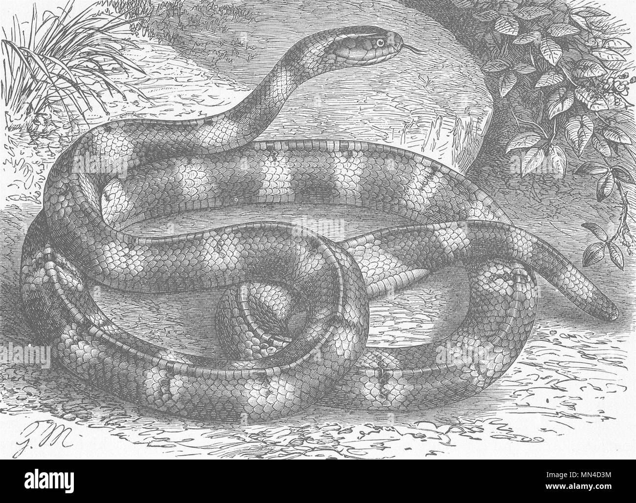 Reptilien. Gebänderte Addierer, oder Raj-Samp 1896 alte antike vintage Bild drucken Stockfoto