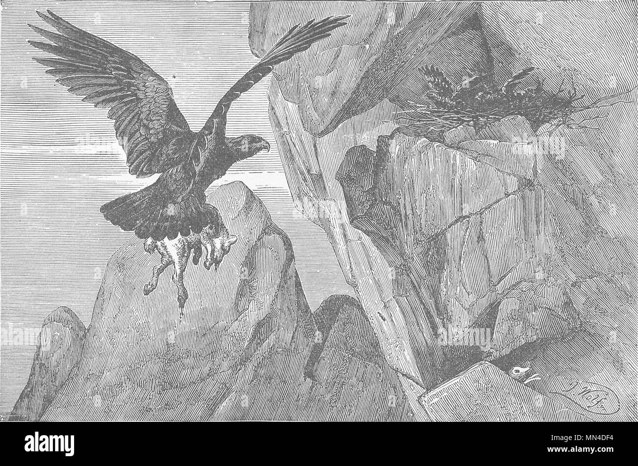 Vögel. Der Golden Eagle Aerie 1895 Antique vintage Bild drucken Stockfoto