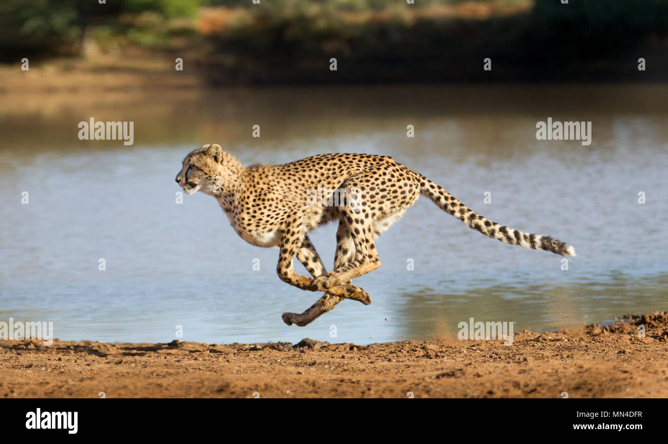 Cheetah läuft auf Hochtouren in Südafrika (Acinonyx jubatus) Stockfoto